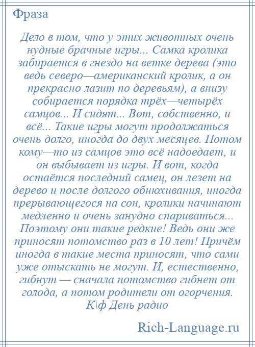 
    Дело в том, что у этих животных очень нудные брачные игры... Самка кролика забирается в гнездо на ветке дерева (это ведь северо—американский кролик, а он прекрасно лазит по деревьям), а внизу собирается порядка трёх—четырёх самцов... И сидят... Вот, собственно, и всё... Такие игры могут продолжаться очень долго, иногда до двух месяцев. Потом кому—то из самцов это всё надоедает, и он выбывает из игры. И вот, когда остаётся последний самец, он лезет на дерево и после долгого обнюхивания, иногда прерывающегося на сон, кролики начинают медленно и очень занудно спариваться... Поэтому они такие редкие! Ведь они же приносят потомство раз в 10 лет! Причём иногда в такие места приносят, что сами уже отыскать не могут. И, естественно, гибнут — сначала потомство гибнет от голода, а потом родители от огорчения. К\ф День радио