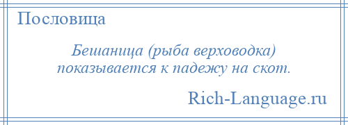 
    Бешаница (рыба верховодка) показывается к падежу на скот.