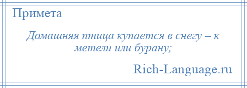 
    Домашняя птица купается в снегу – к метели или бурану;