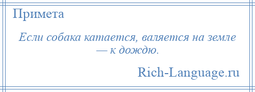 
    Если собака катается, валяется на земле — к дождю.