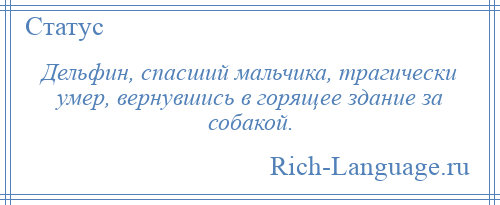 
    Дельфин, спасший мальчика, трагически умер, вернувшись в горящее здание за собакой.