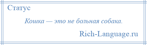 
    Кошка — это не больная собака.